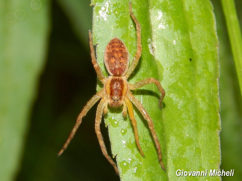 Vari Dolomedes plantarius - Parco del Ticino (MI)